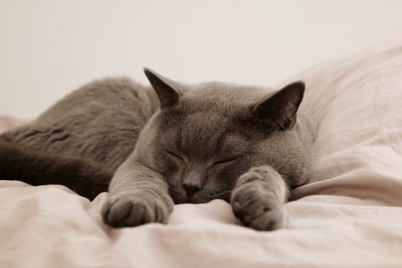 Un chat dort
