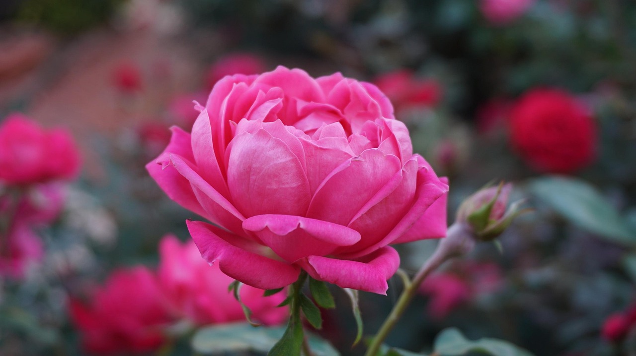rose