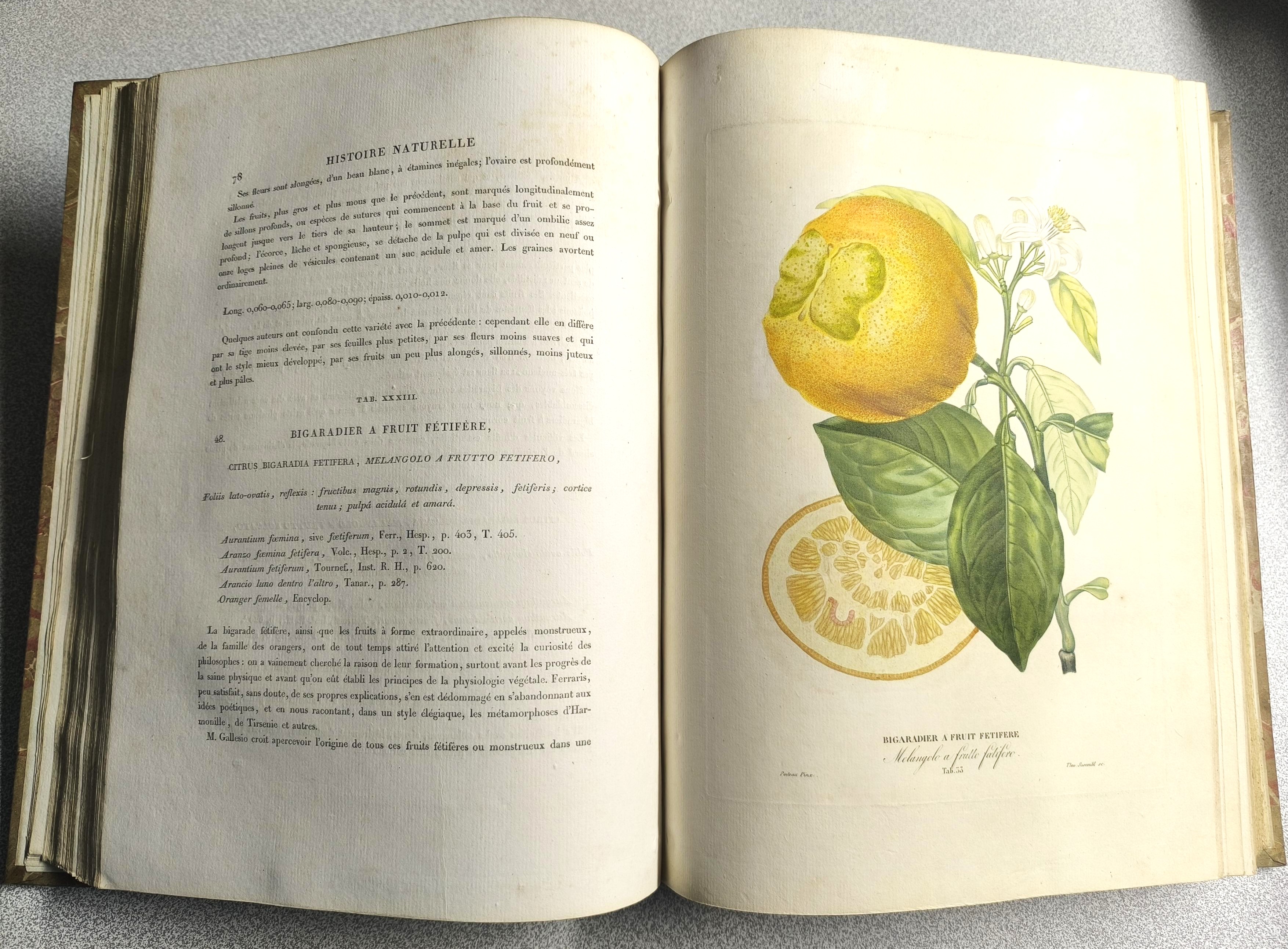 Histoire naturelle des orangers
