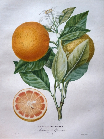 Histoire Naturelle des Orangers écrite par antoine Risso (1777-1845)