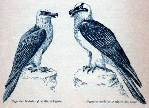 Observations sur quelques Gypaëtes barbus (1896)