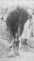 Image agrandie - 122 ko