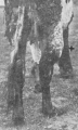 Image agrandie - 163 ko