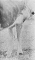 Image agrandie - 145 ko