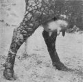 Image agrandie - 267 ko