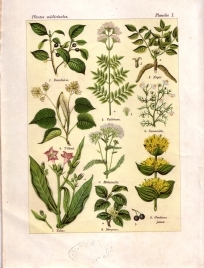 Les plantes qui guérissent (pl. 1)