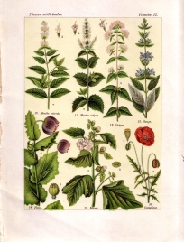 Les plantes qui guérissent (pl. 2)