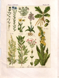 Les plantes qui guérissent (pl. 3)