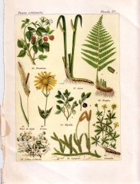Les plantes qui guérissent (pl. 4)