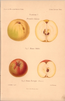 Atlas des meilleures variétés de fruits à cidre, par A. Truelle (1896).