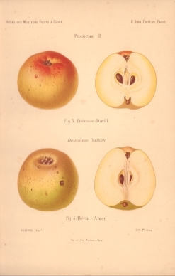 Atlas des meilleures variétés de fruits à cidre, par A. Truelle (1896).
