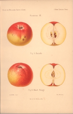 Atlas des meilleures variétés de fruits à cidre, par A. Truelle (1896).