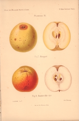 Atlas des meilleures variétés de fruits à cidre, par A. Truelle (1896).