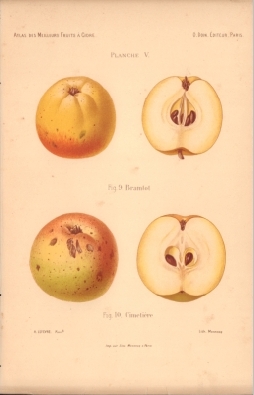Atlas des meilleures variétés de fruits à cidre, par A. Truelle (1896).