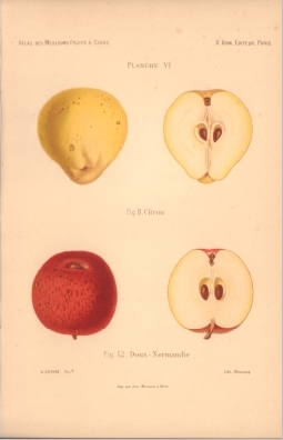 Atlas des meilleures variétés de fruits à cidre, par A. Truelle (1896).