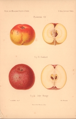 Atlas des meilleures variétés de fruits à cidre, par A. Truelle (1896).