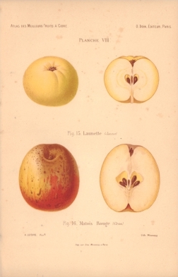 Atlas des meilleures variétés de fruits à cidre, par A. Truelle (1896).