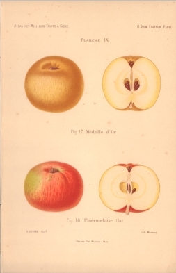 Atlas des meilleures variétés de fruits à cidre, par A. Truelle (1896).
