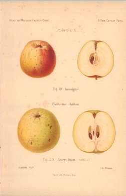 Atlas des meilleures variétés de fruits à cidre, par A. Truelle (1896).