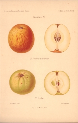 Atlas des meilleures variétés de fruits à cidre, par A. Truelle (1896).