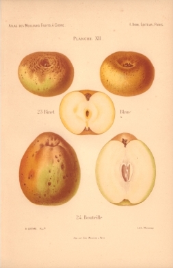 Atlas des meilleures variétés de fruits à cidre, par A. Truelle (1896).
