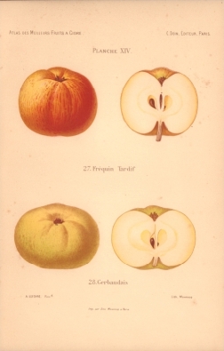 Atlas des meilleures variétés de fruits à cidre, par A. Truelle (1896).