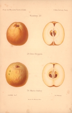 Atlas des meilleures variétés de fruits à cidre, par A. Truelle (1896).