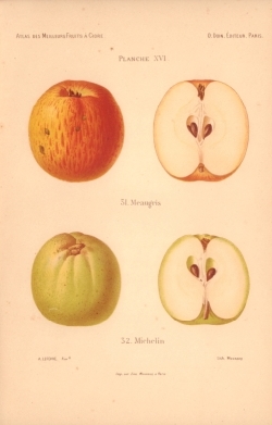 Atlas des meilleures variétés de fruits à cidre, par A. Truelle (1896).