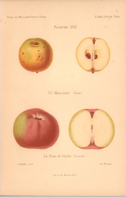 Atlas des meilleures variétés de fruits à cidre, par A. Truelle (1896).