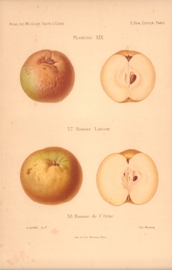 Atlas des meilleures variétés de fruits à cidre, par A. Truelle (1896).