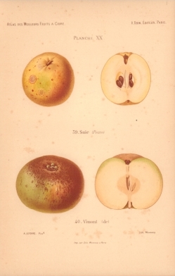 Atlas des meilleures variétés de fruits à cidre, par A. Truelle (1896).