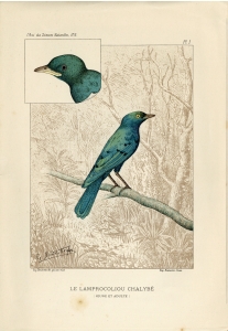 Le Lamprocoliou chalybé (planche couleurs-1894)