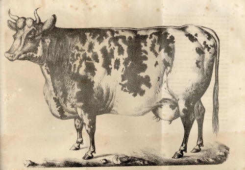 Gaudy - 1835
