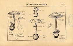 Moyens d'éviter les empoisonnements par les champignons (1913)