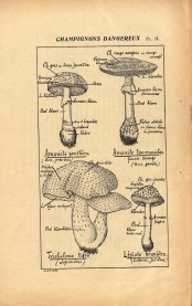 Moyens d'éviter les empoisonnements par les champignons (1913)