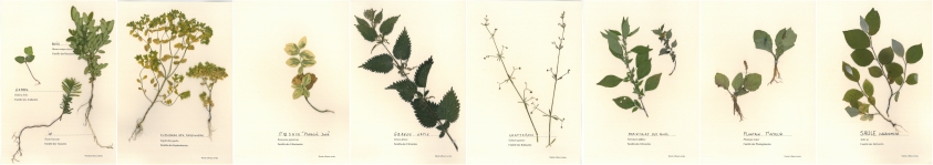 fleurs vertesplantes à