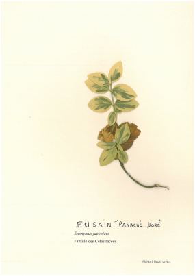 Fusain panaché doré
