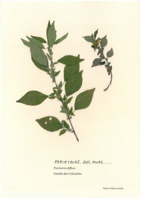 Pariétaire des murs
