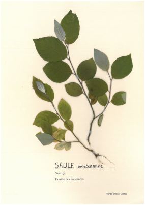 Saule indéterminé