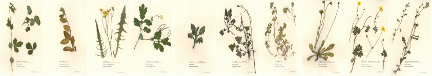 plantes à fleurs jaunes