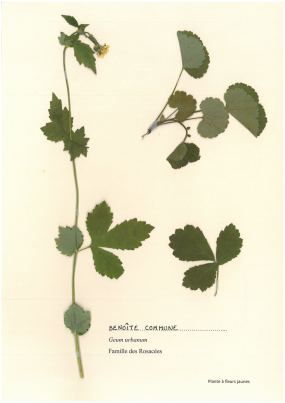 Benoîte commune
