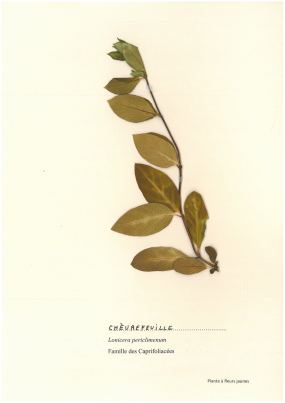 Chèvrefeuille
