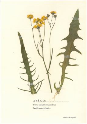 Crépide
