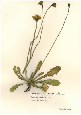 Porcelle enracinée