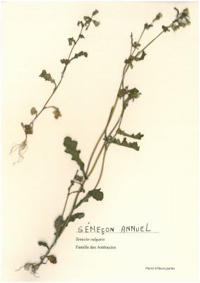 Séneçon annuel