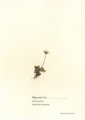 Pâquerette