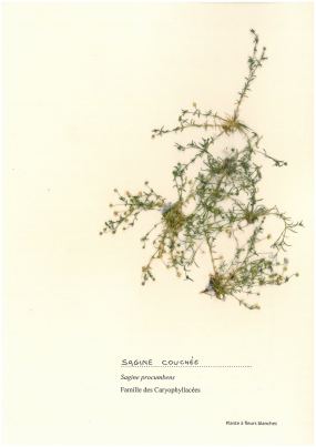 Sagine couchée
