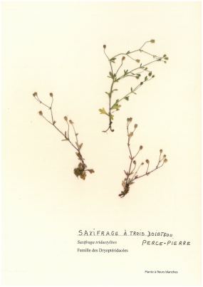 Saxifrage à trois doigts ou Perce-pierre