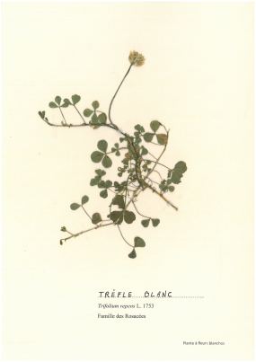Trèfle blanc ou trèfle rampant