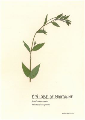 Épilobe de Lamy